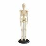 Bm-0050-sh Ajantaexport Skeleton Articulated