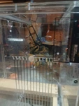 Terra Universal Smartdesiccator 2-CHAMBER Acrylic Automated N2 Purge System. Fixed Price $1750.00.