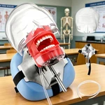 Dental Simulator Manikin Phantom Head Teeth Model Bench Mount Teaching. Fixed Price $75.99.