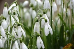 Photo 12X8 : Snowdrops SHELDON/ST1208 Seen Rainy C2017. Fixed Price $8.12.