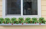 Clay Colored 6" Wide Window Flower Box Planter 3' Long. Fixed Price $74.99.